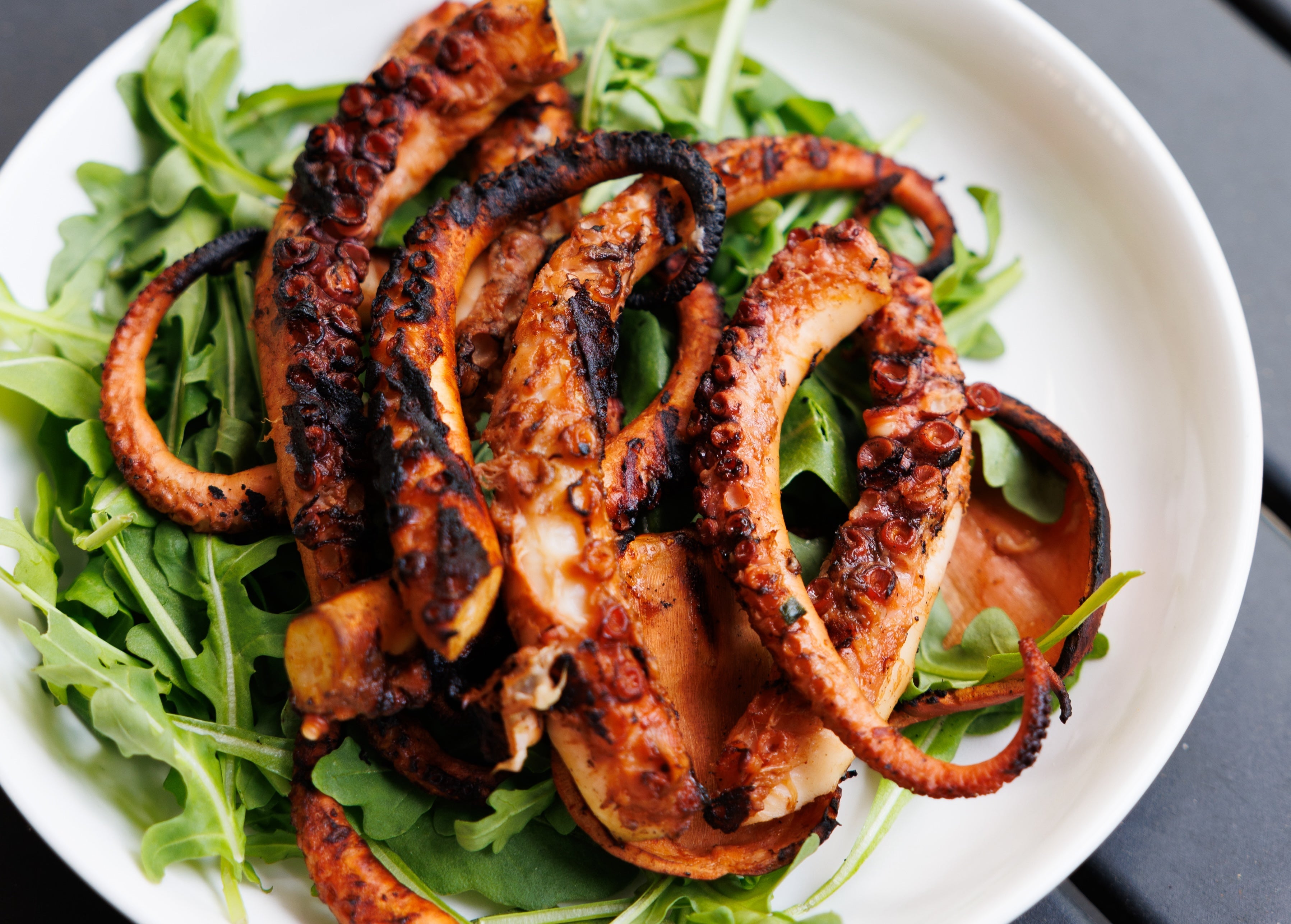 OCTOPUS & SQUID