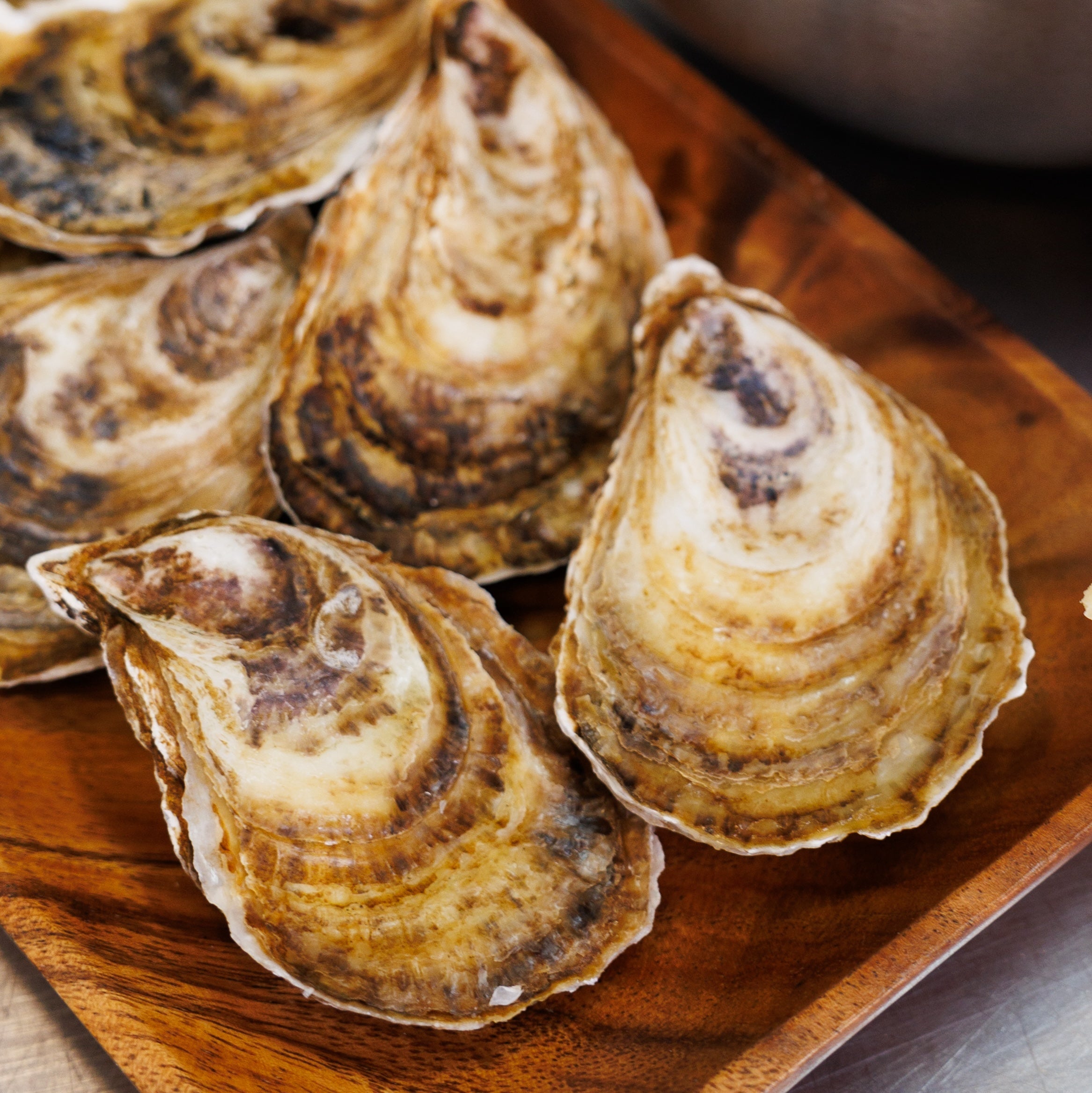 OYSTERS