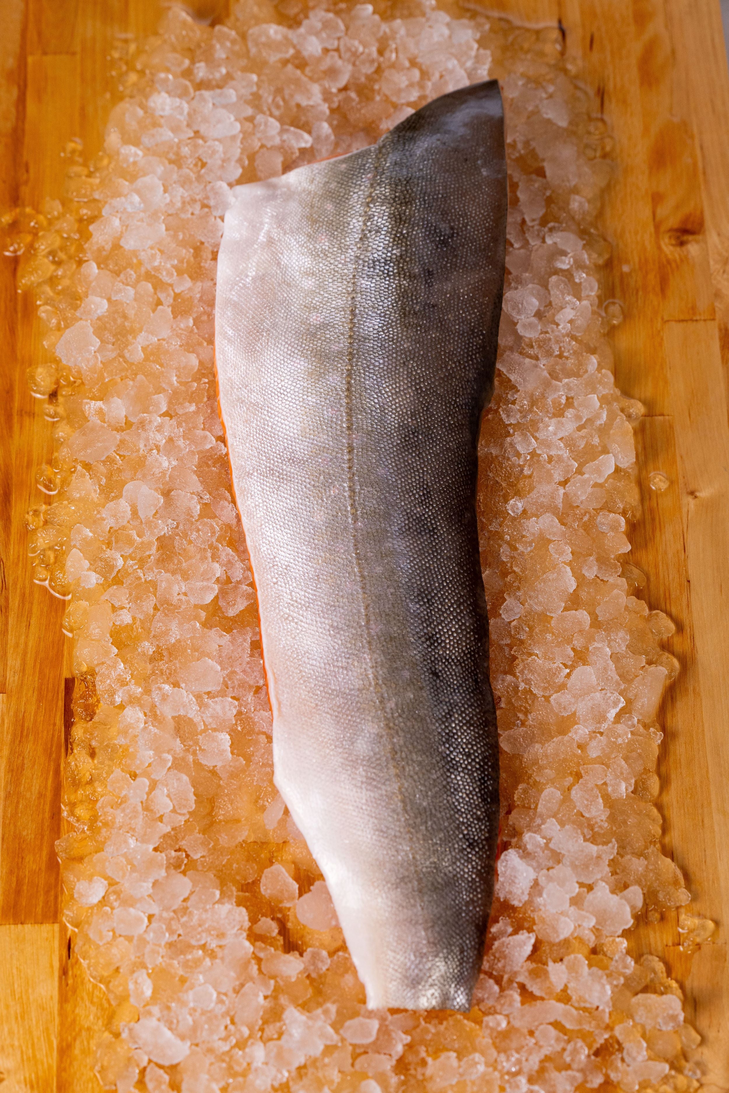 ARCTIC CHAR
