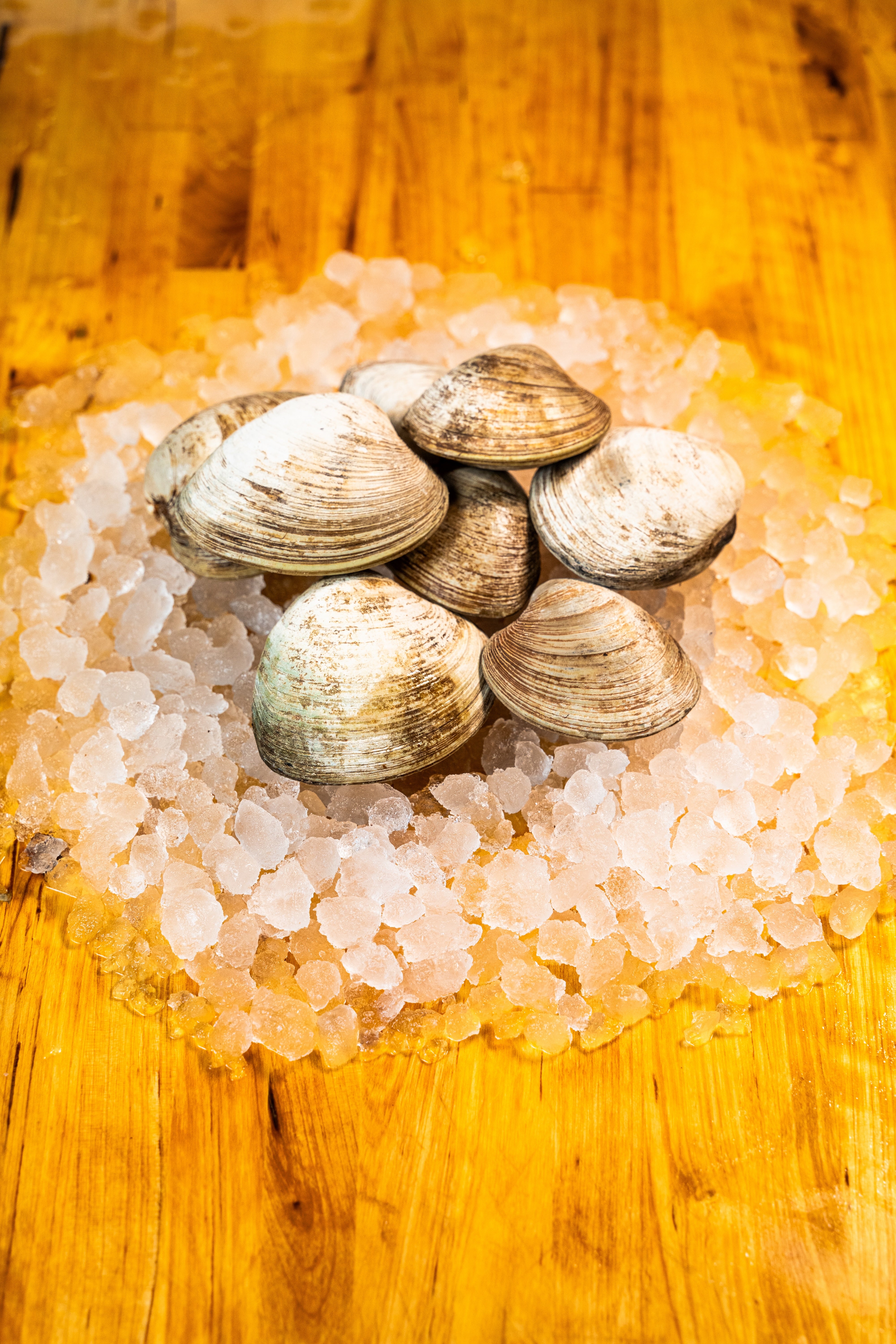 CLAMS - LITTLENECK