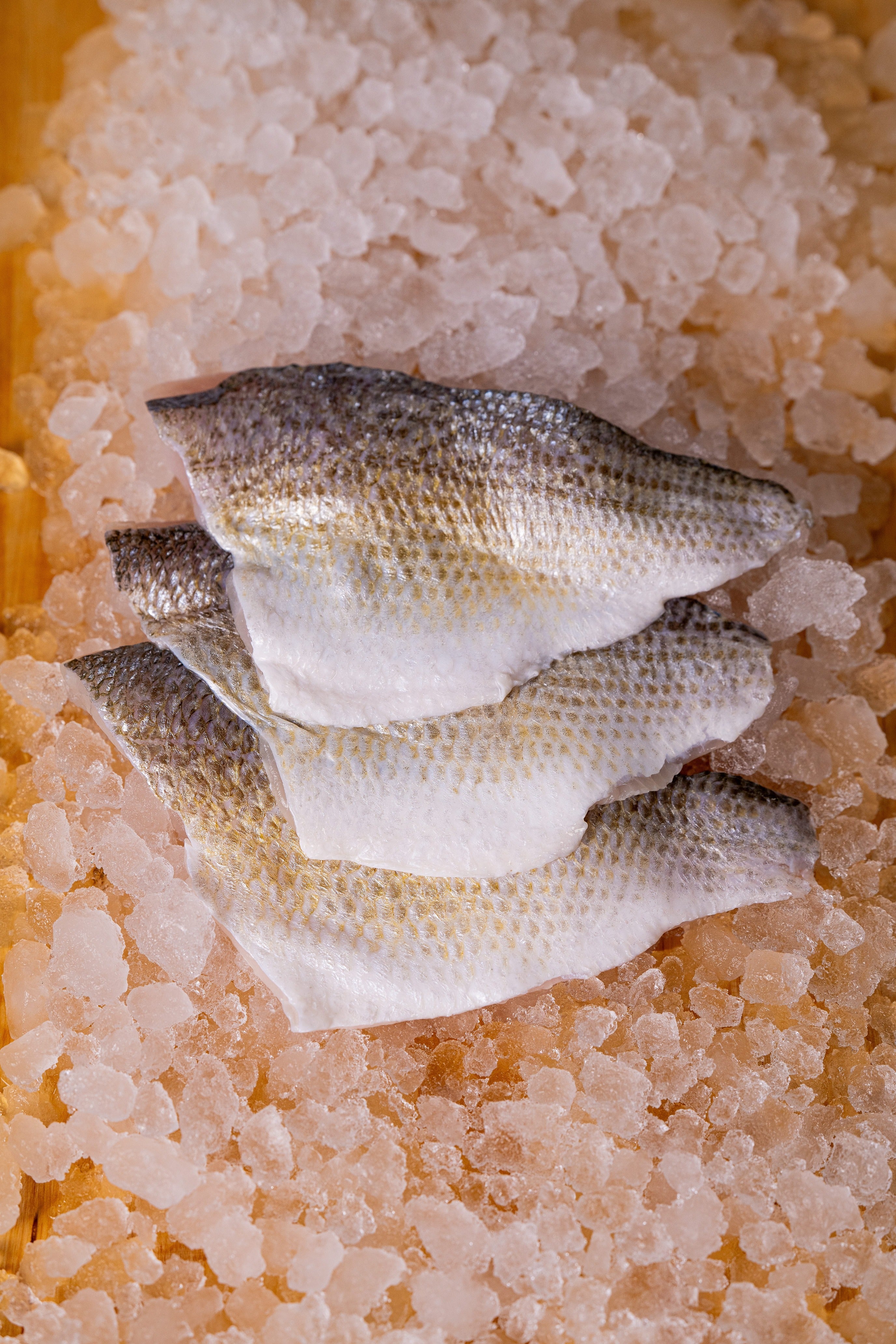 WHITE PERCH