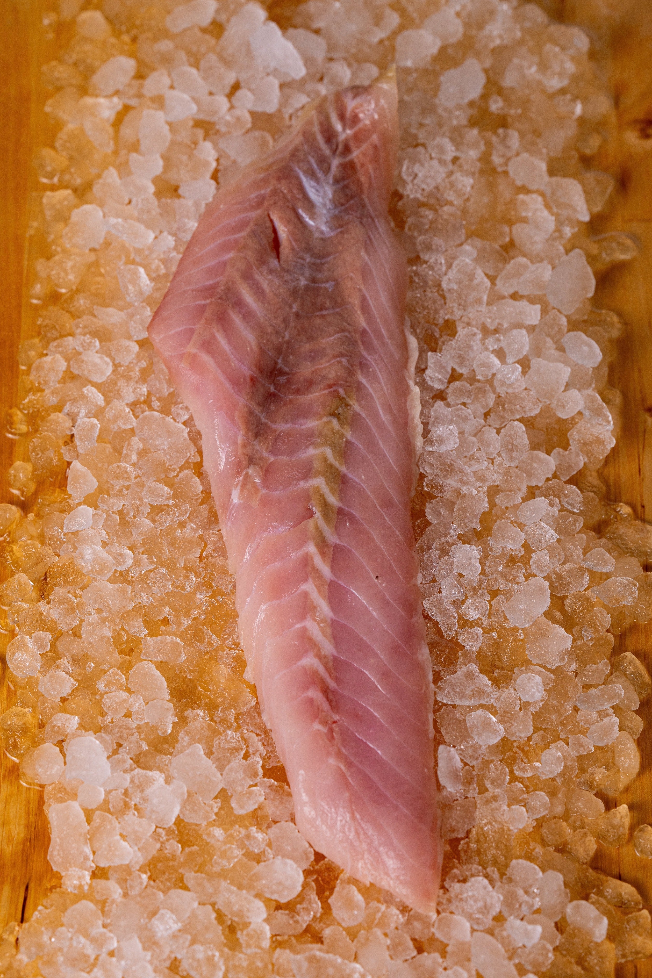 RED SNAPPER